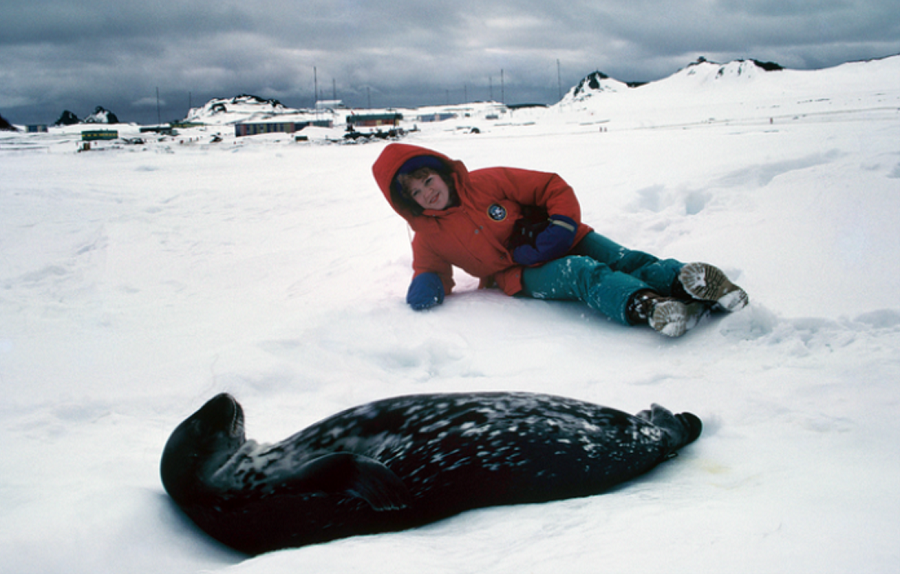 rh-and-elephant-seal