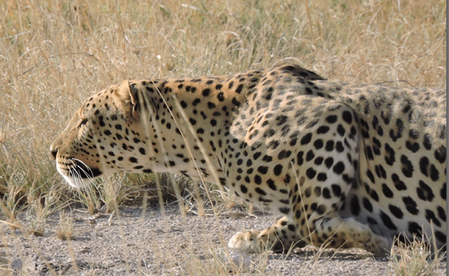 02-cheetah-hunting
