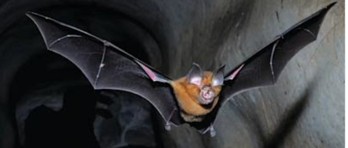 bat-in-flight