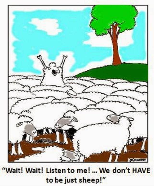 not-just-sheep