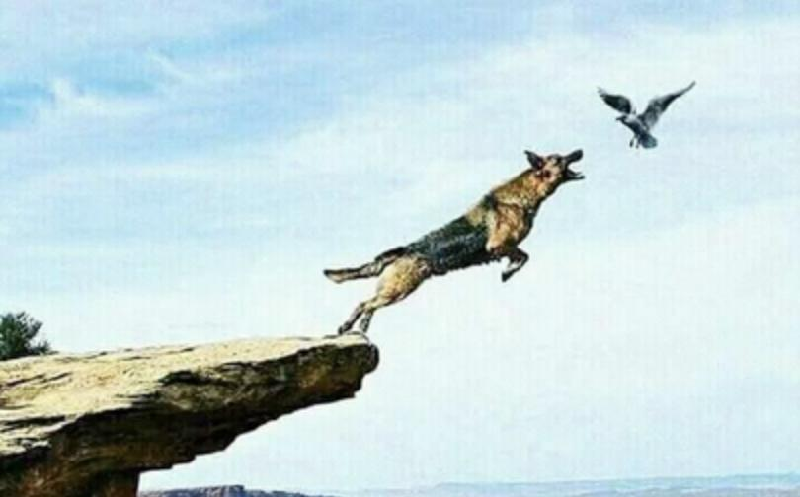 catch-that-bird