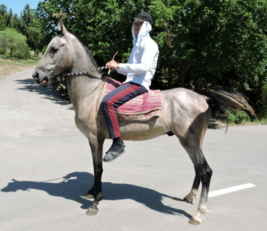 akhal-teke