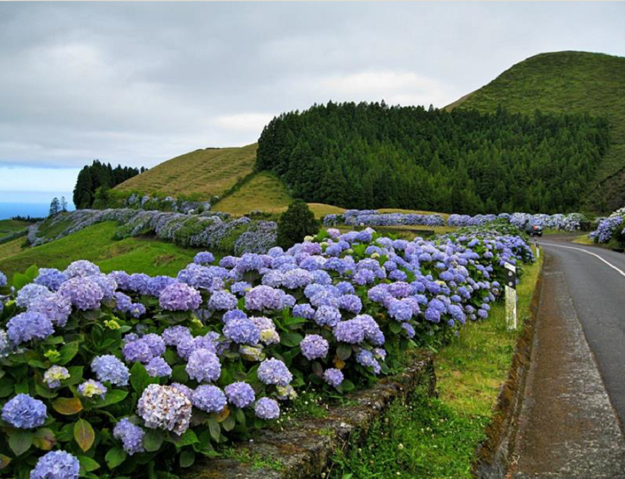 azores-islands-flowers