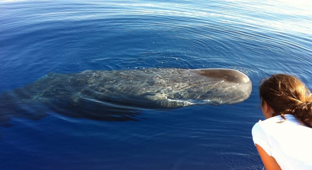 baby-sperm-whale