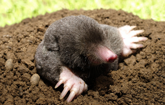 dirty-mole