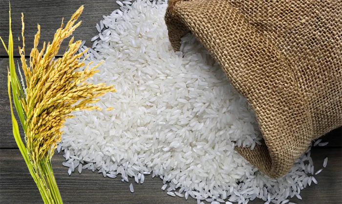 rice-harvest