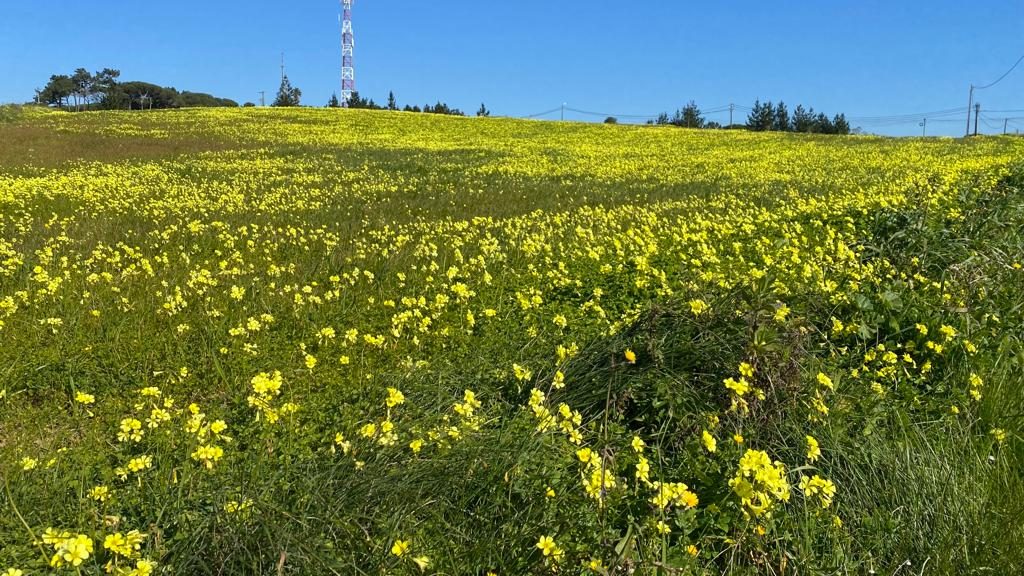 winter-wildflowers