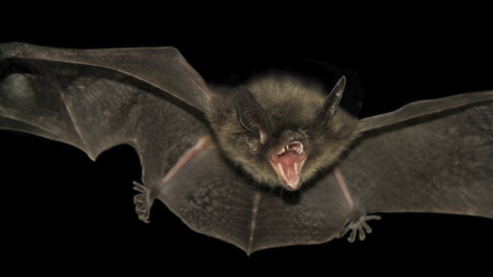 bat-attack