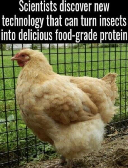 insect-protein
