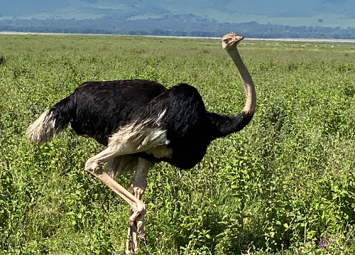 killer-kick-ostrich
