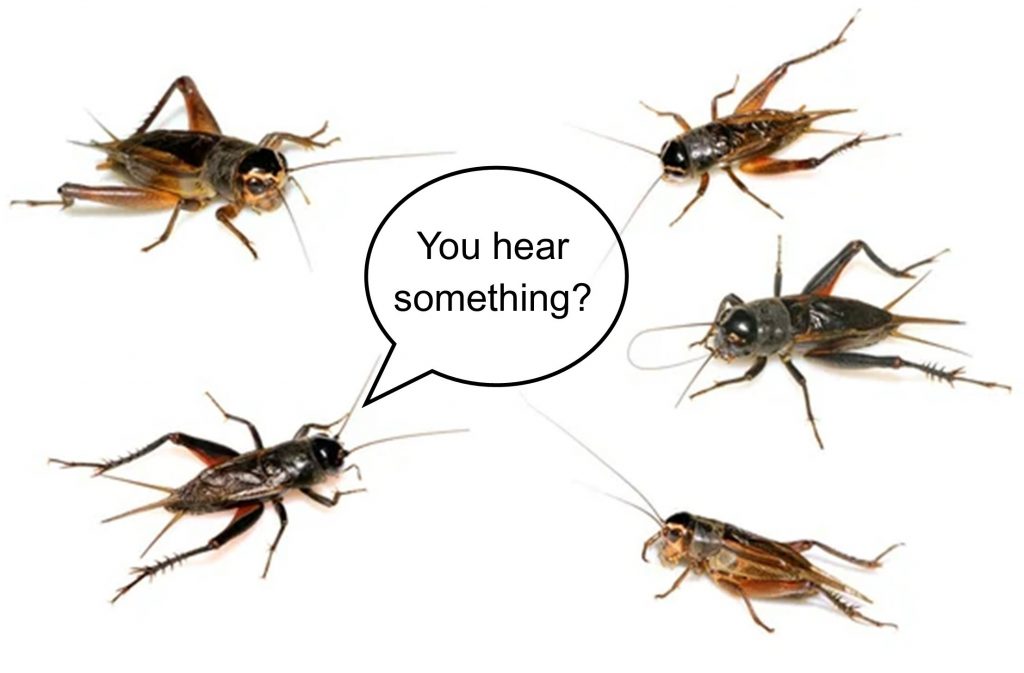 hear-something_crickets